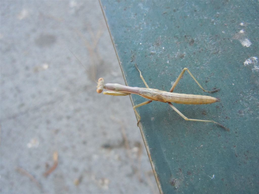 Giovane Mantis religiosa? no, Iris oratoria